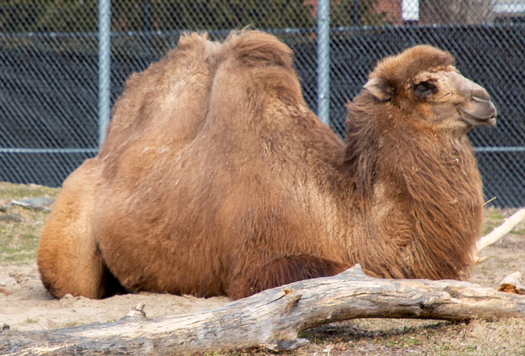 Camel _082