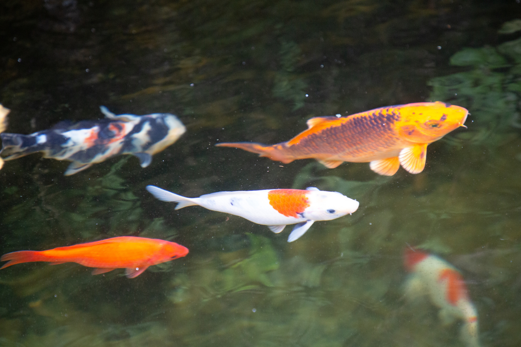 parade of goldfish