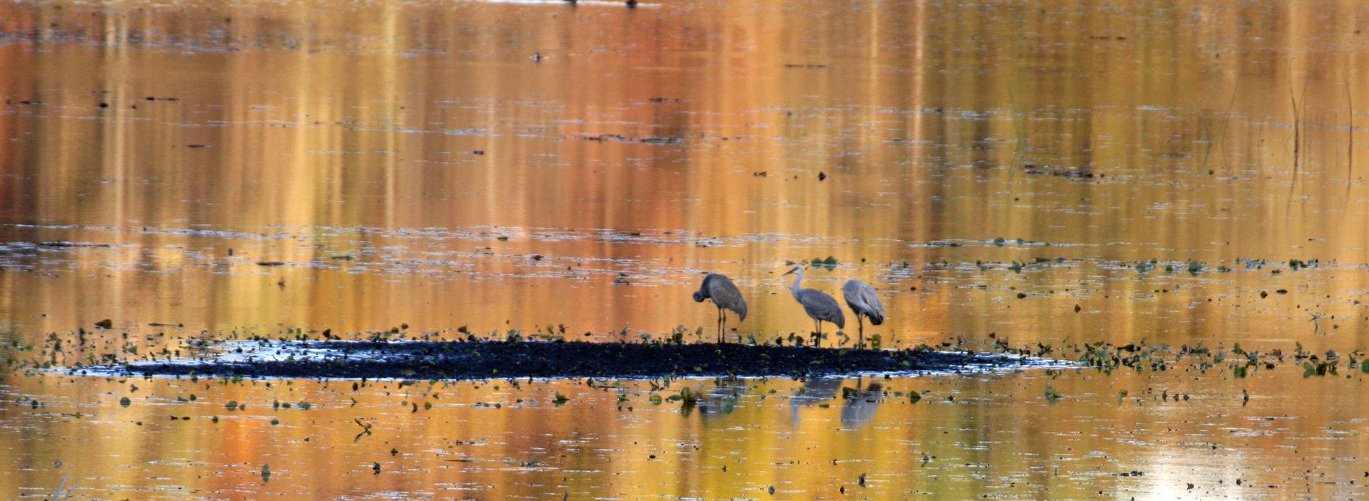 Sand Hill Cranes at Sunset