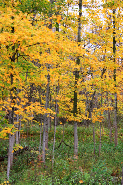 mi_maple woods_017