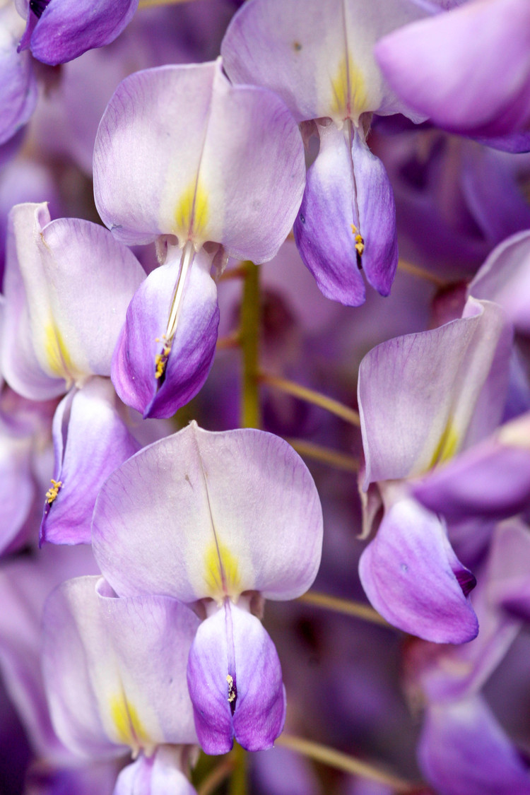 wisteria