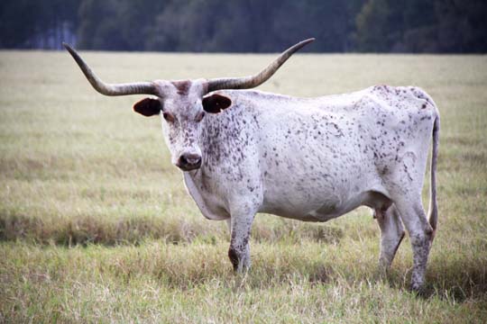 cw_longhorn_004