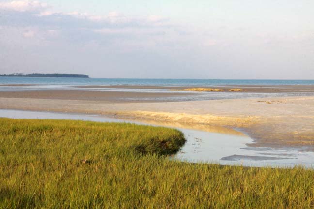 sc_spring marsh grass_005