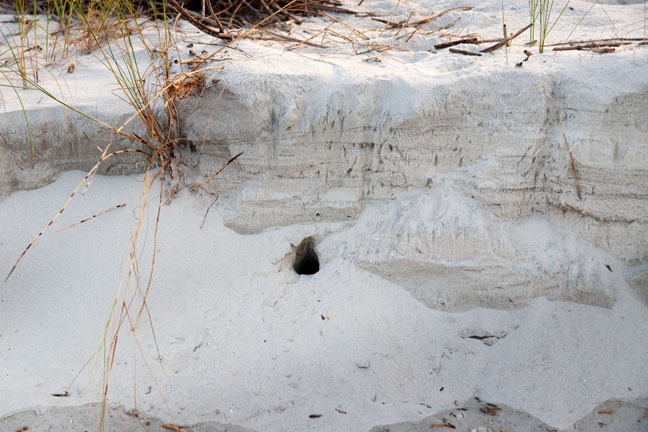 ghost crab hole