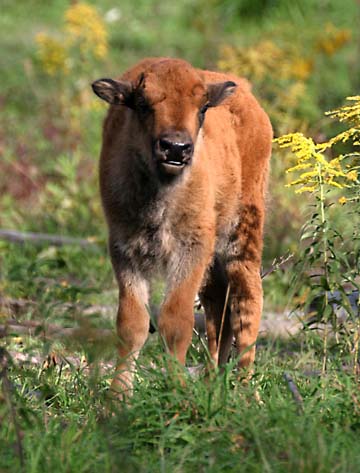 bf_ buffalo_calf