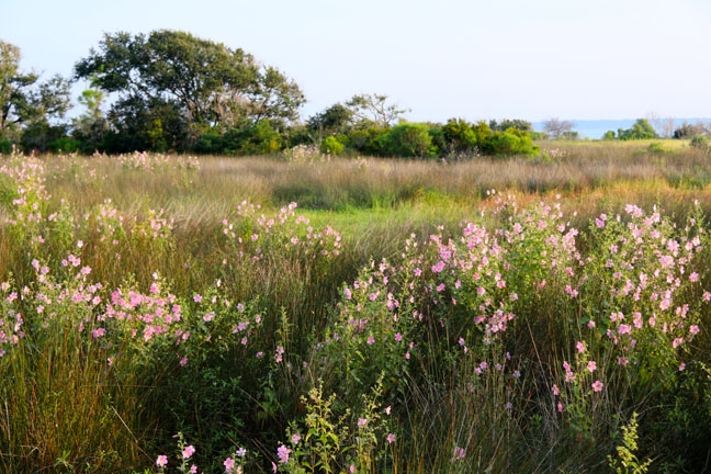 sc_field of pink_133