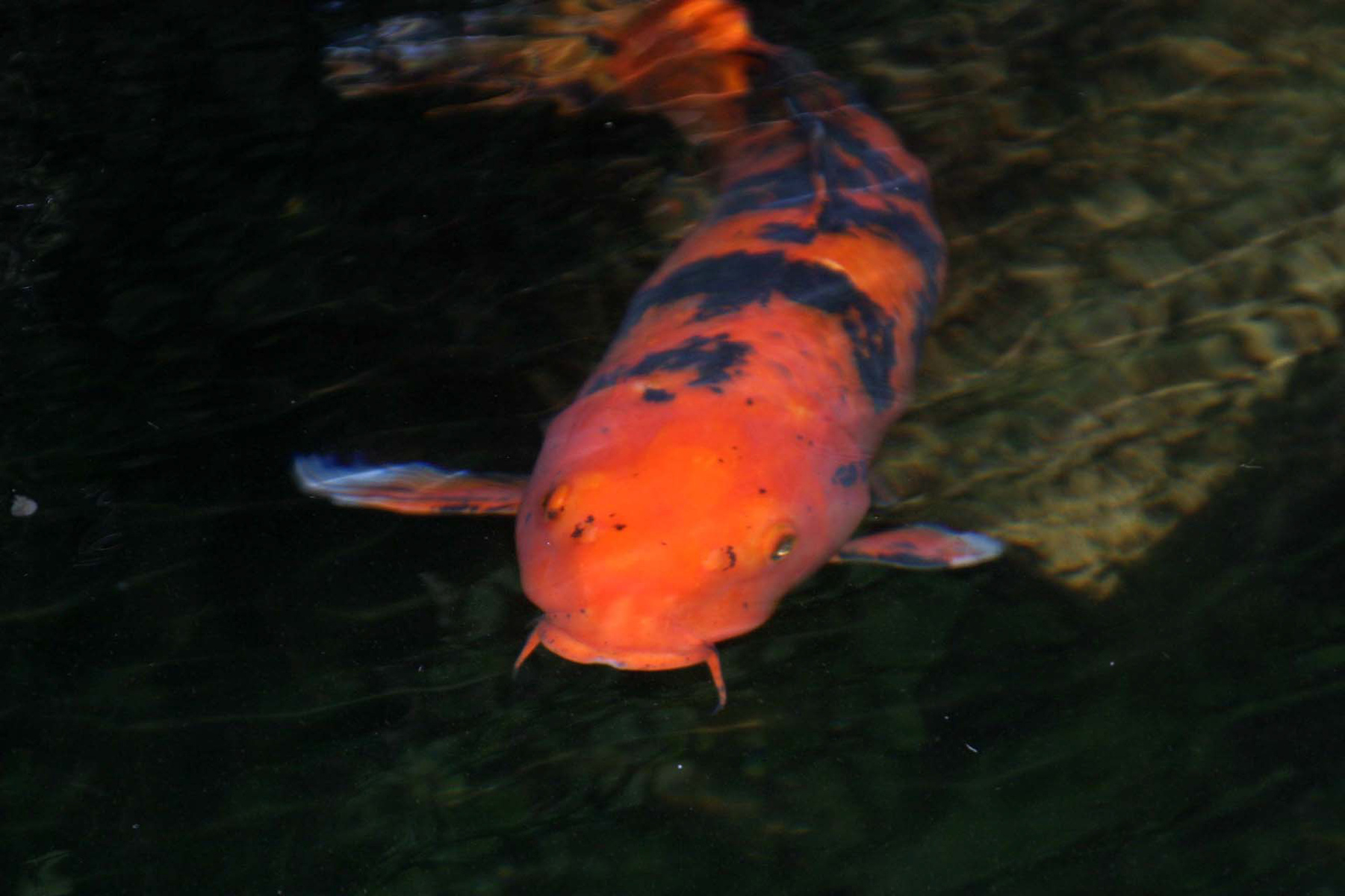 orange koi