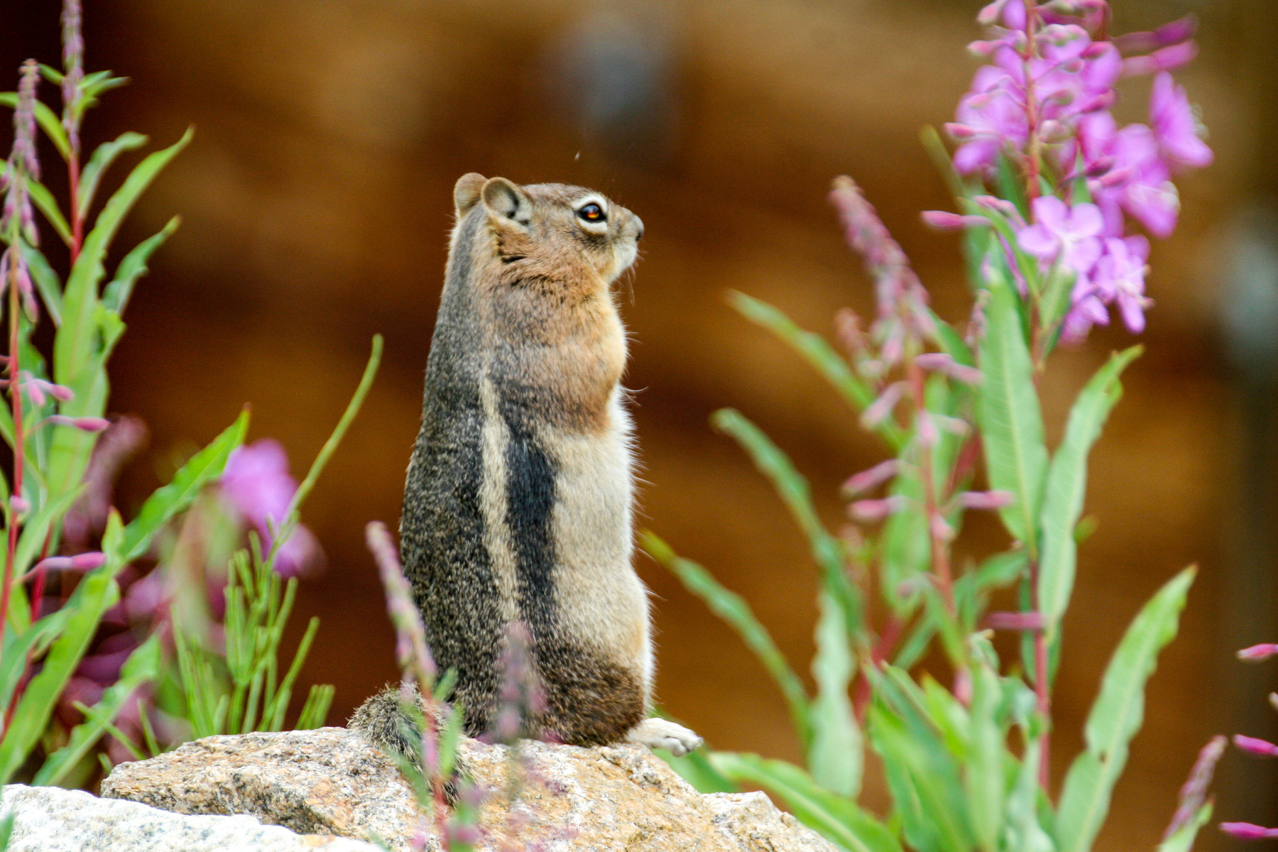 ground squirrel