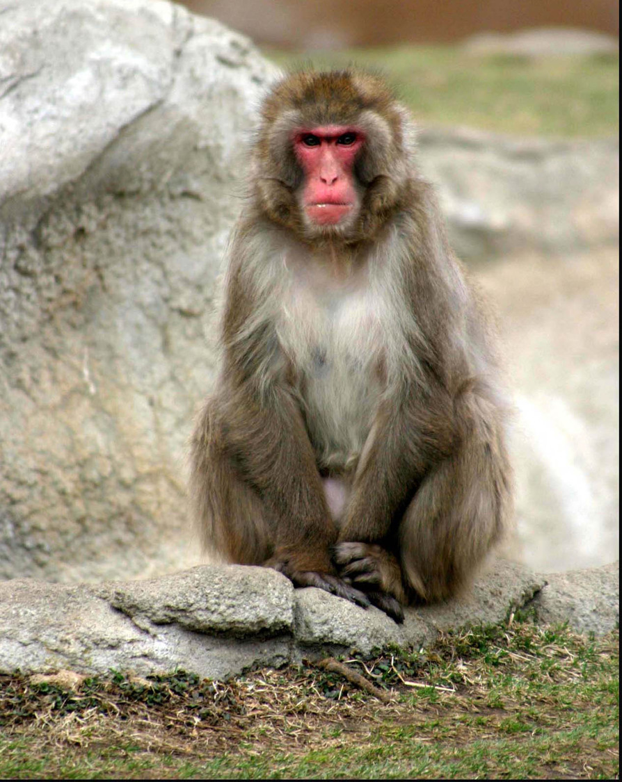 macaque