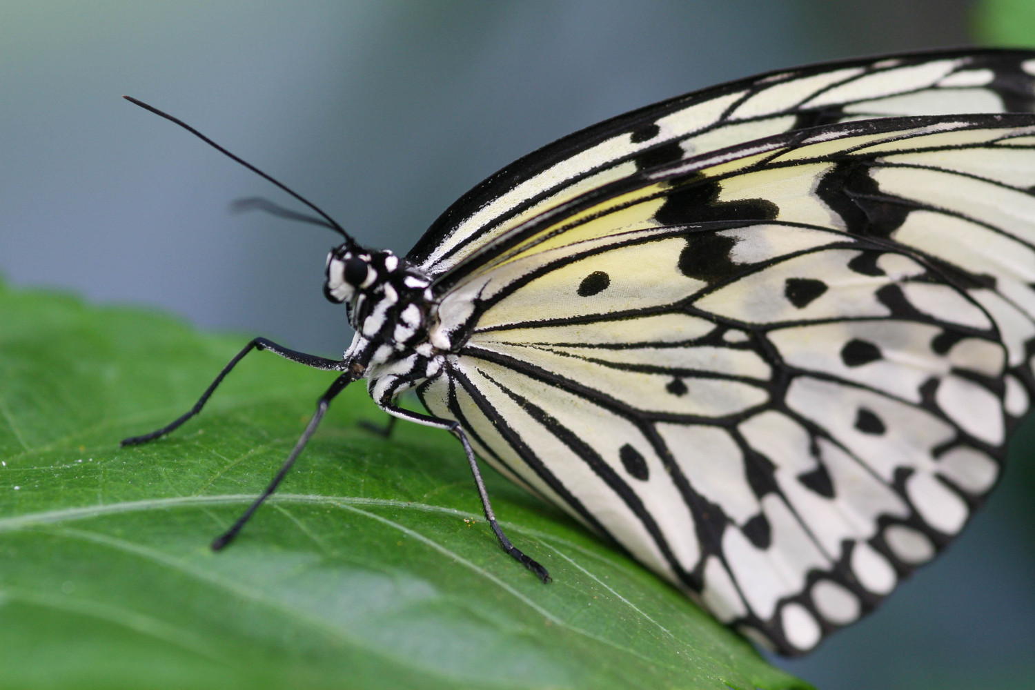 leopard butterfly