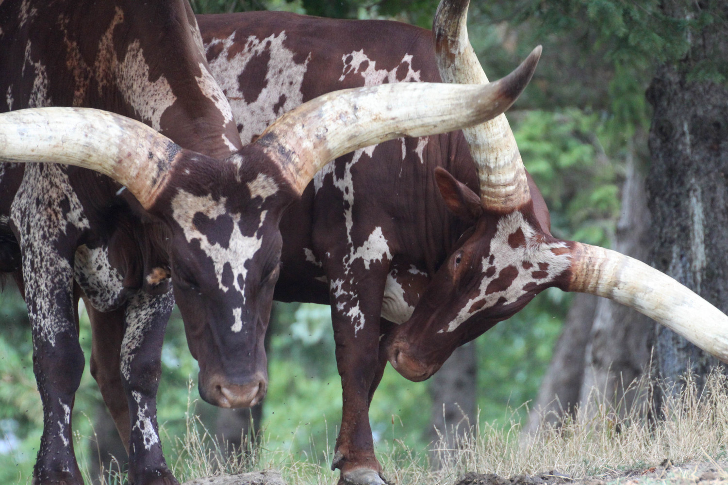 2 african cows