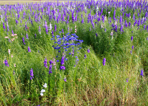 blue purple gallery