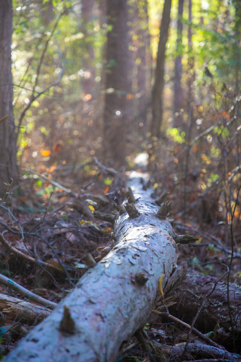 fallen tree  II