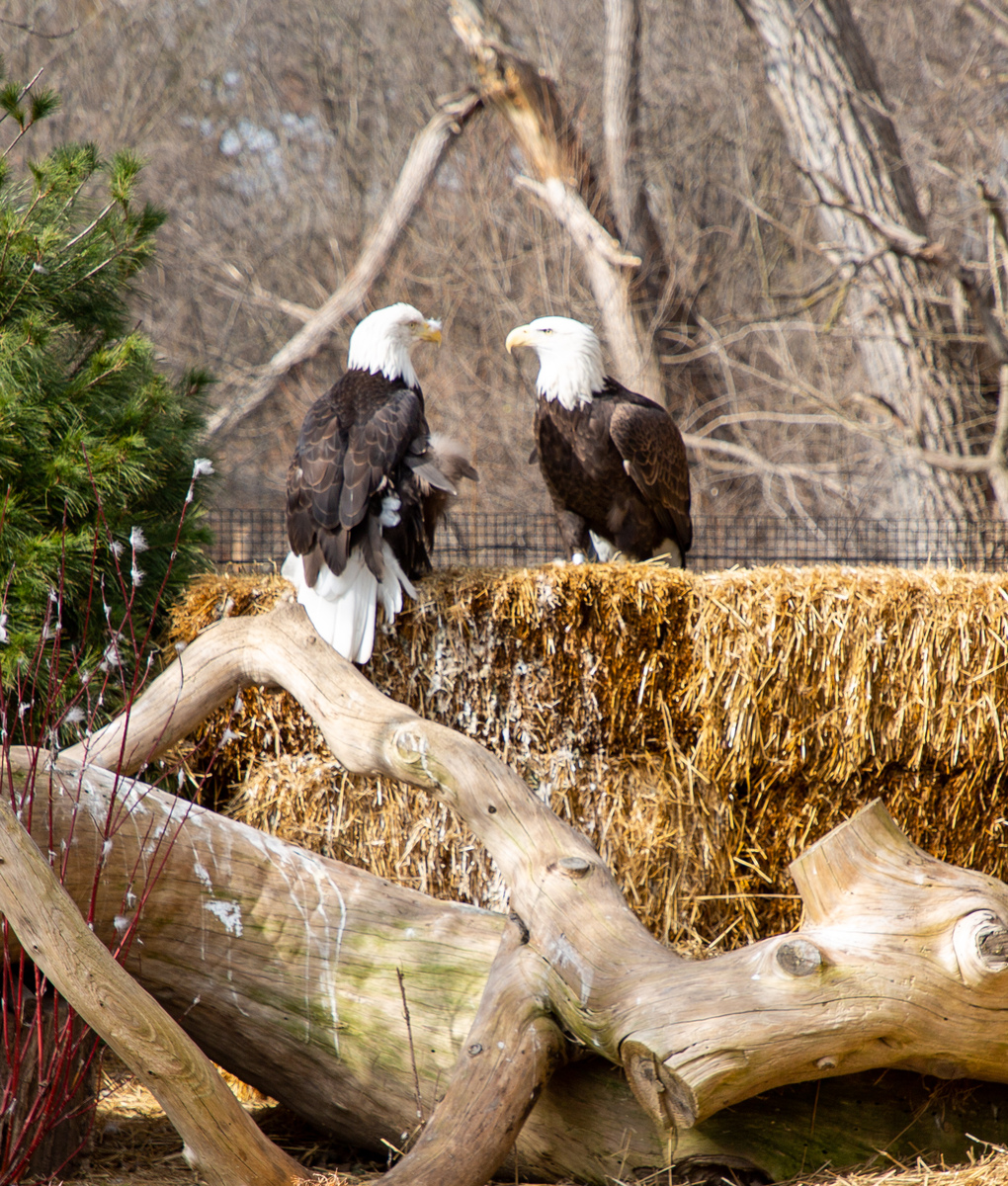 bald eagle