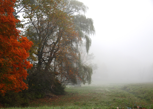 WV_Foggy Morning_0169