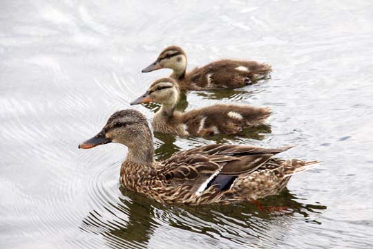 3_bi_Stacking ducks_ 043