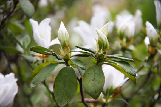 plant gallery-white