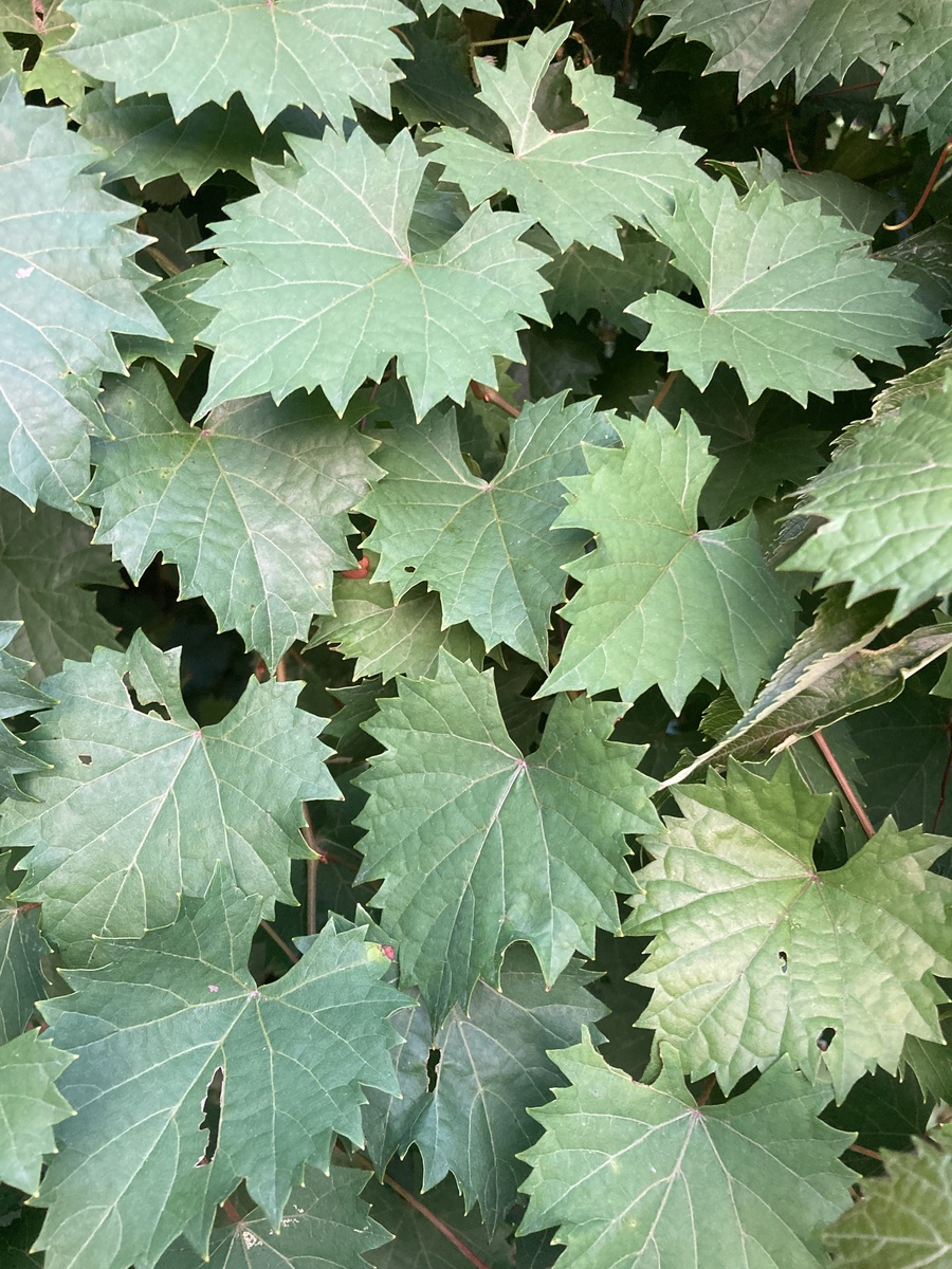 Vines at Jarvis