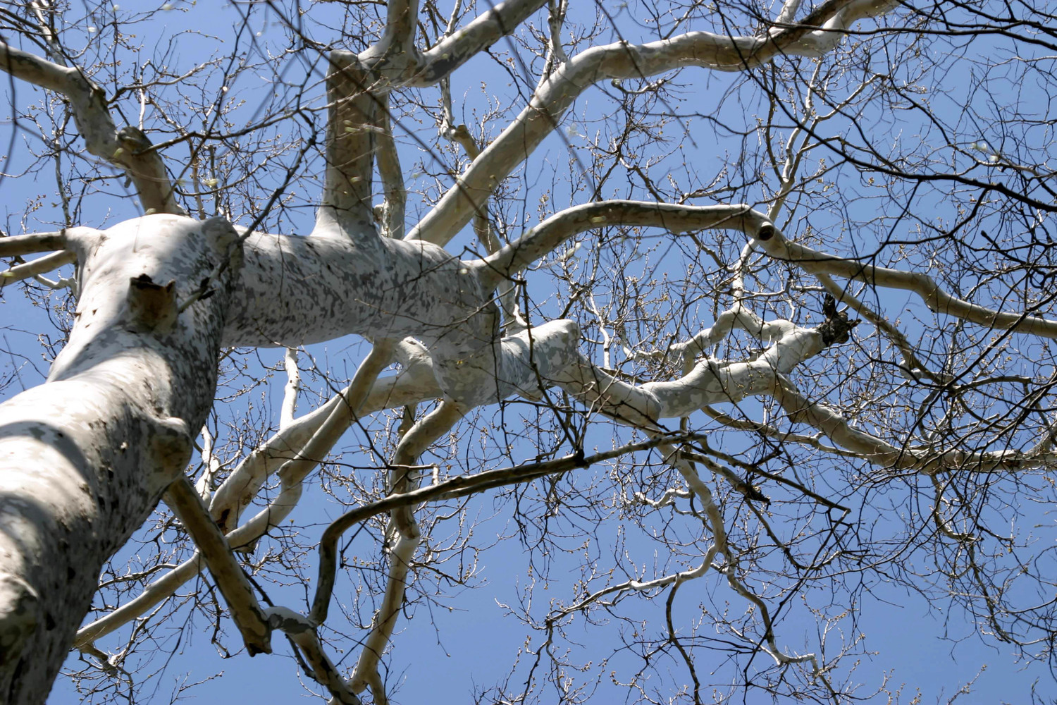 sycamore in winter