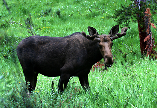 3_de_big moose_1833