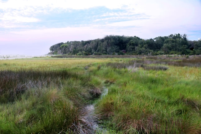 sc_marsh_031