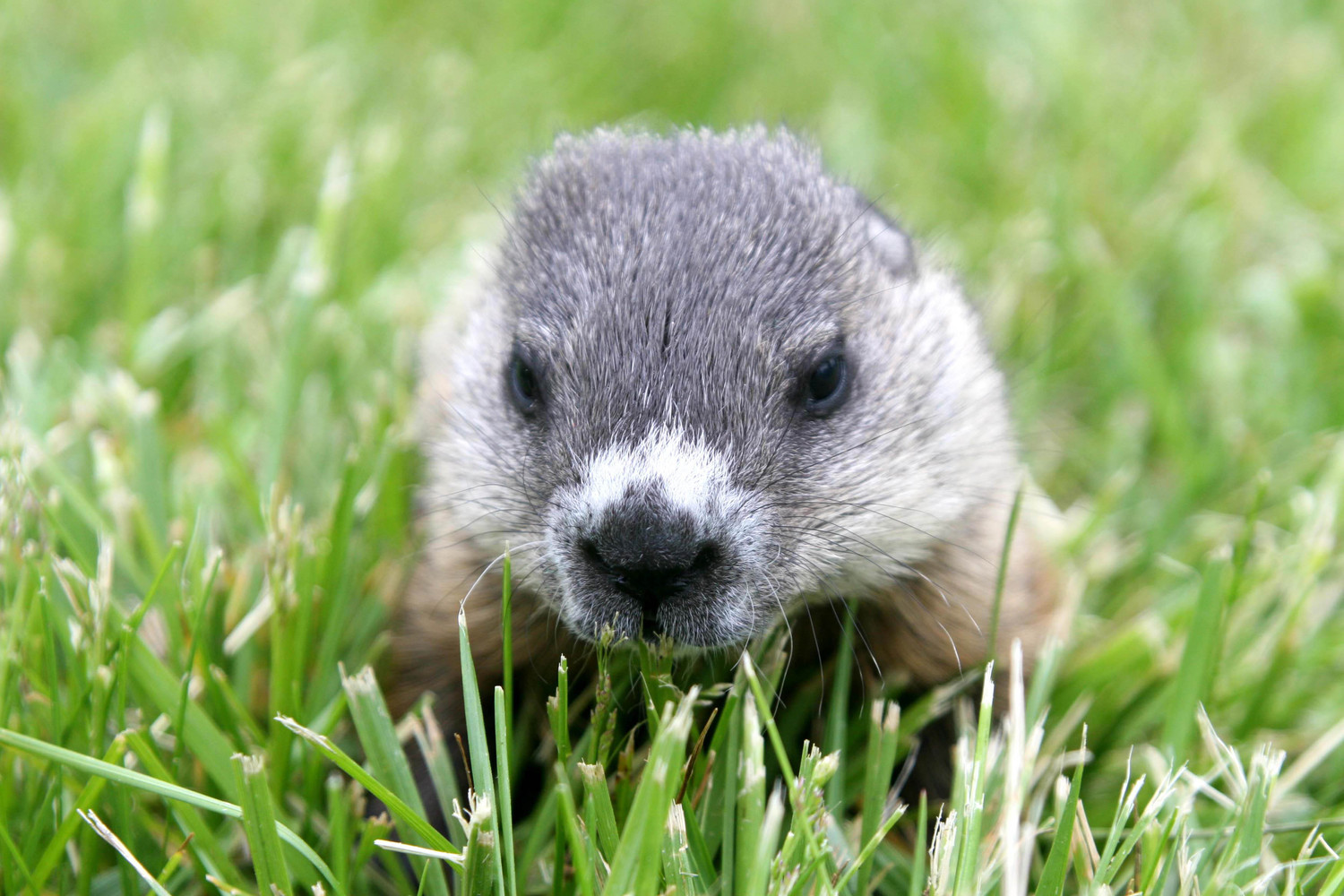 baby woodchuck