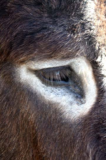 dk_donkey_eye