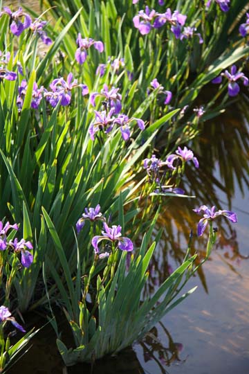 bpu_Marsh Iris_ 152