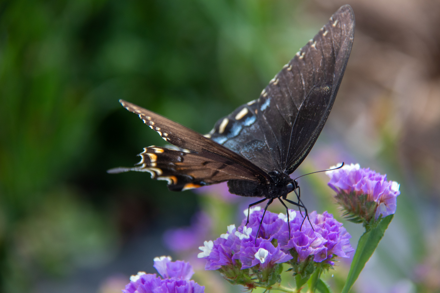 butterfly on statis