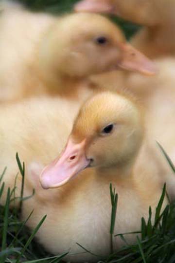 3_bi_ducklings