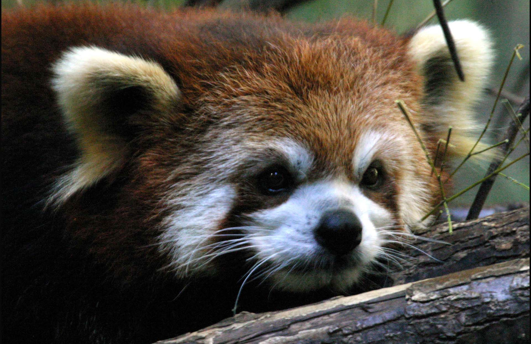 red panda