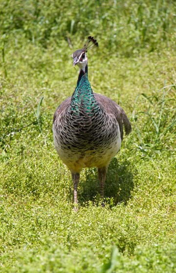 3_bi_Peahen_ 452