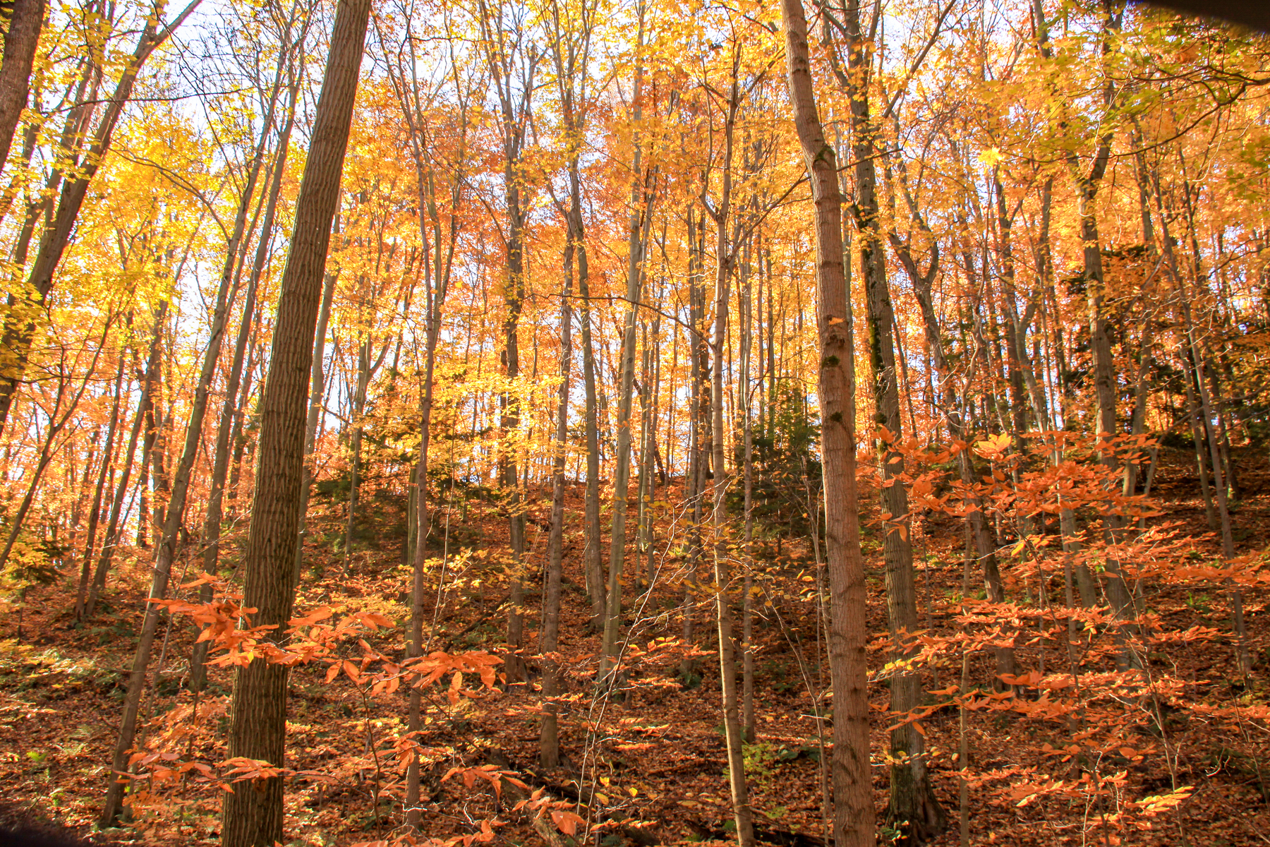hilltop in Muskegon