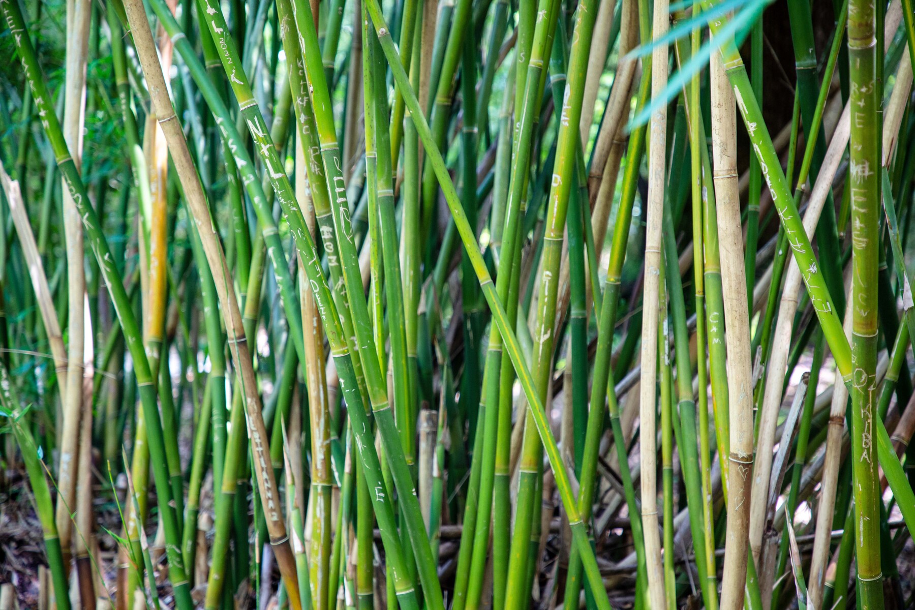 marsh grass