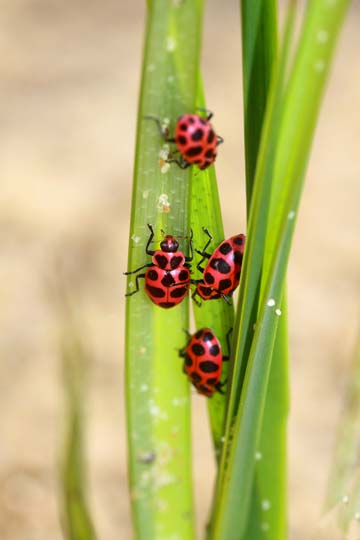 3_In_Ladybugs_0055