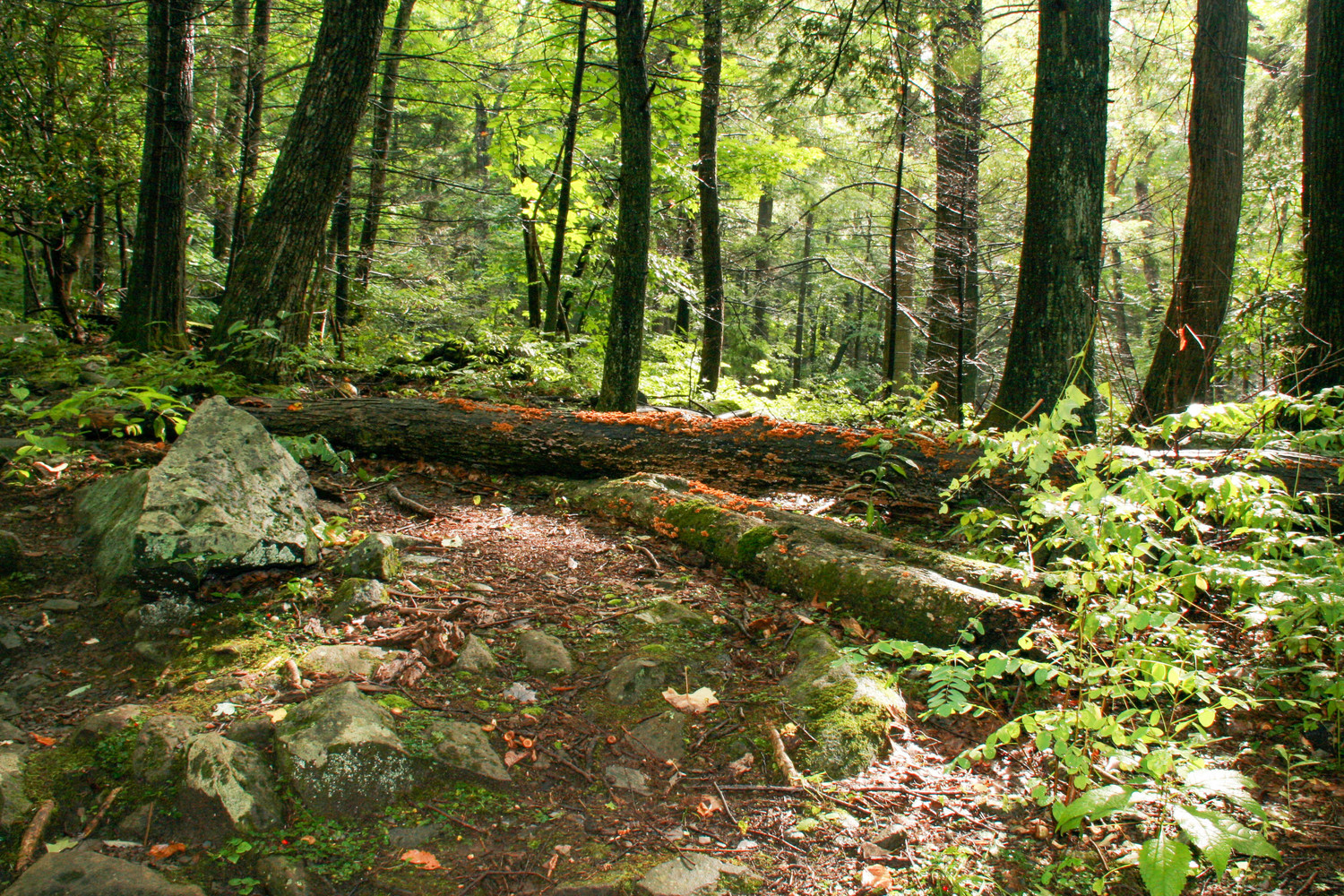 smokey mountain trail