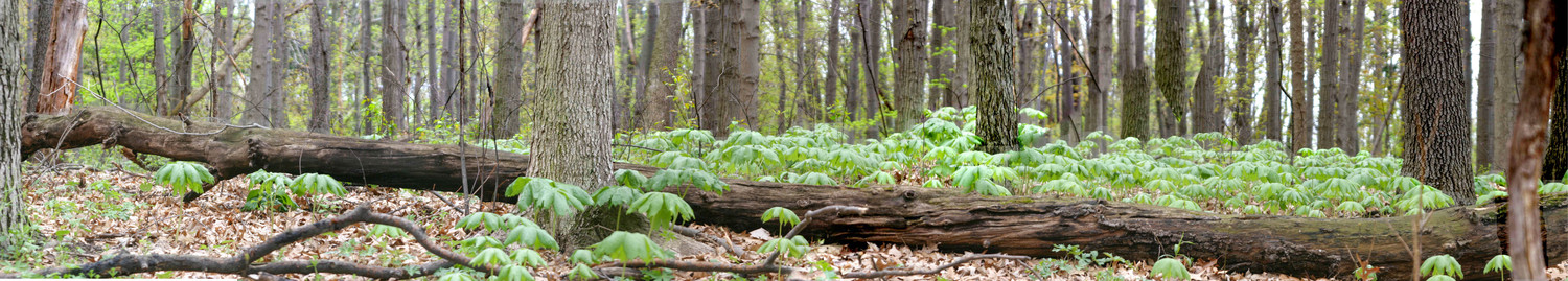 the long line of mayapples