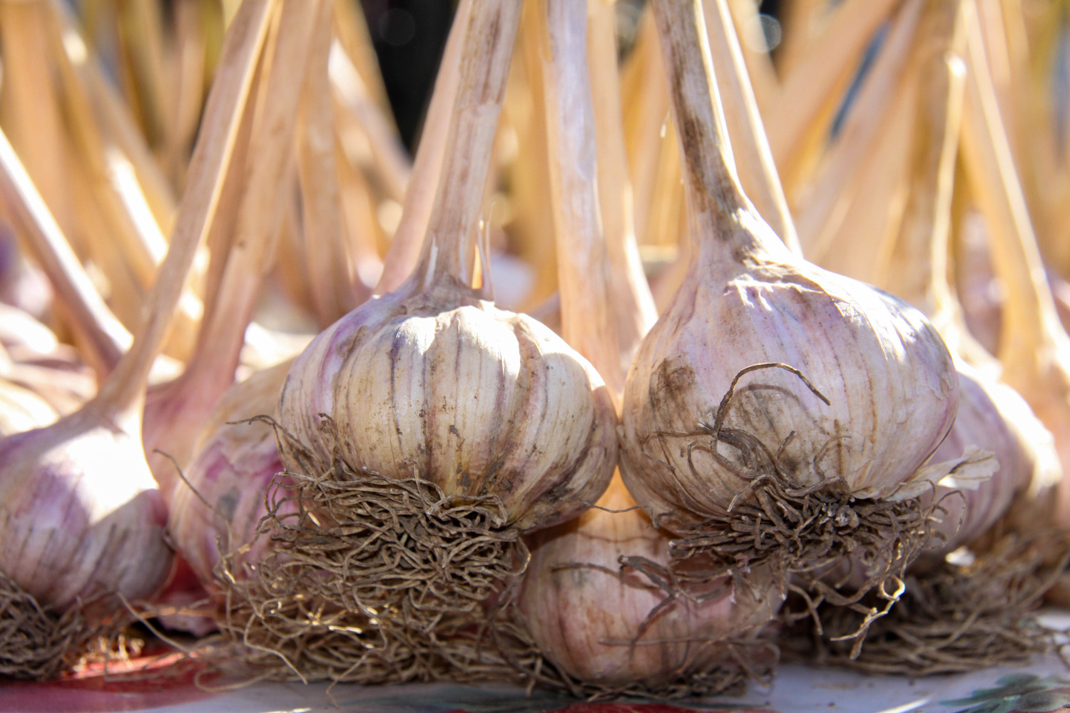 garlic tied up