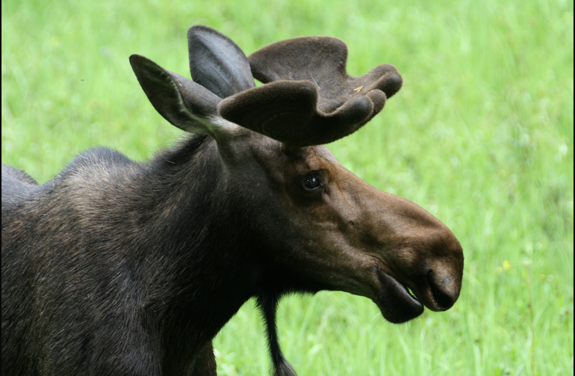 young bull moose