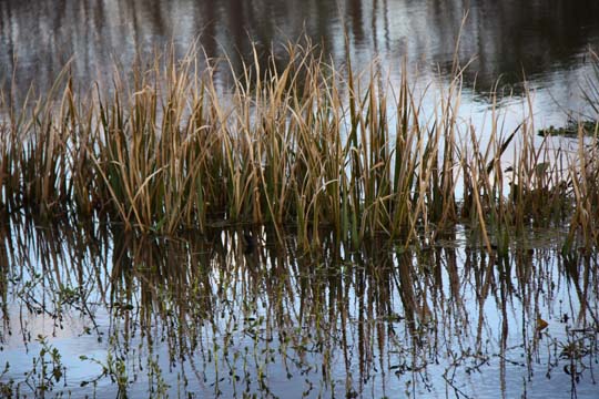 sc_marsh grasses 145