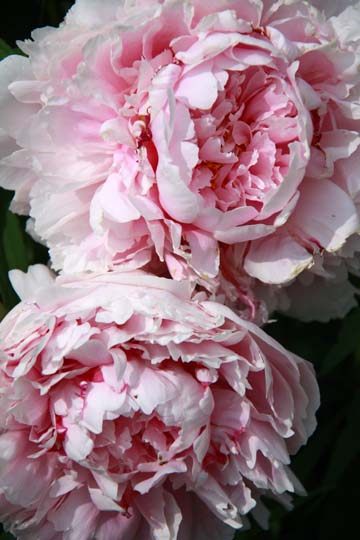 pin_Peonies_0012