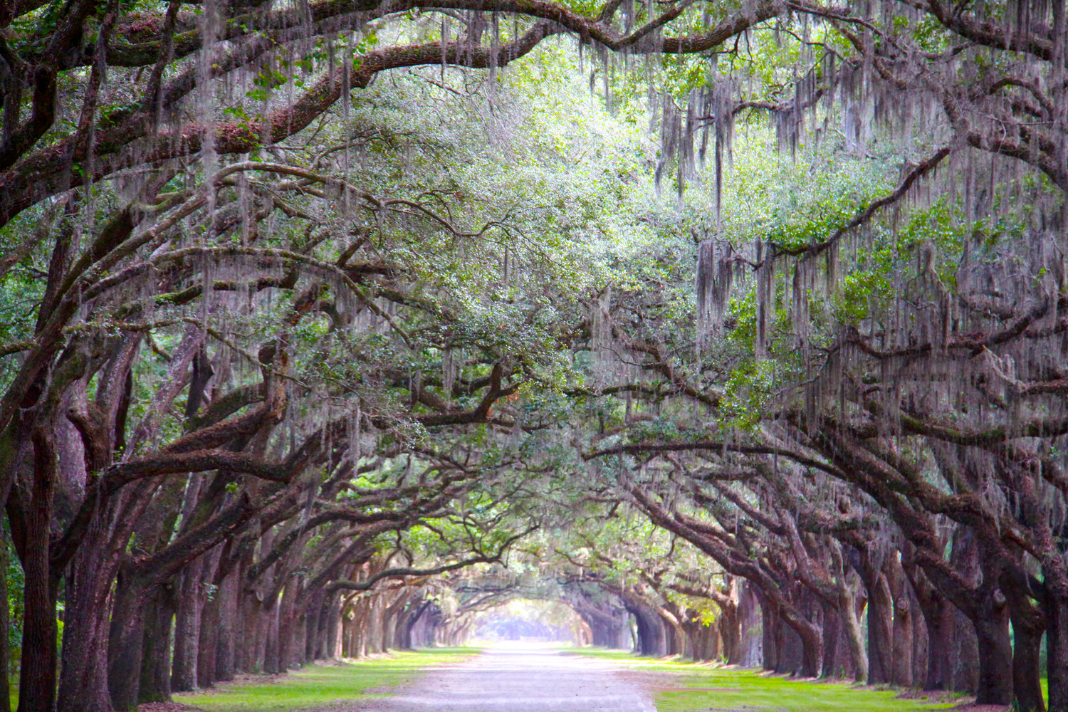 Wormsloe Plantation