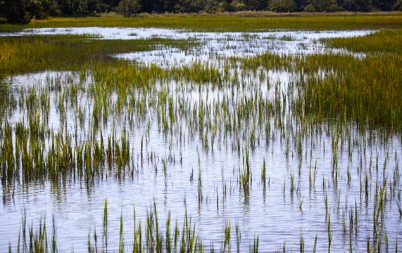 sc_marshgrass reflection_013