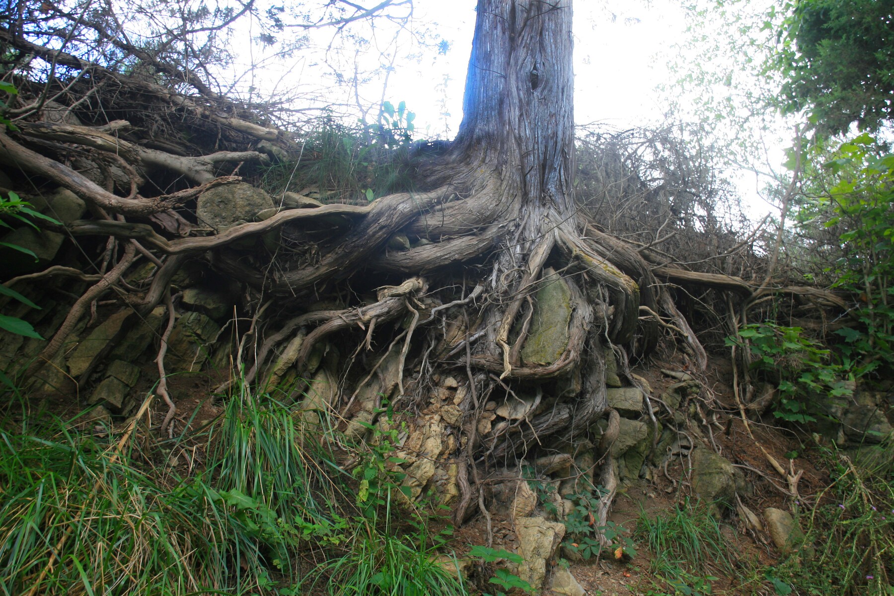 Tree roots exposed