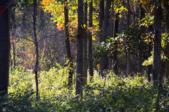 landscape gallery/Michigan