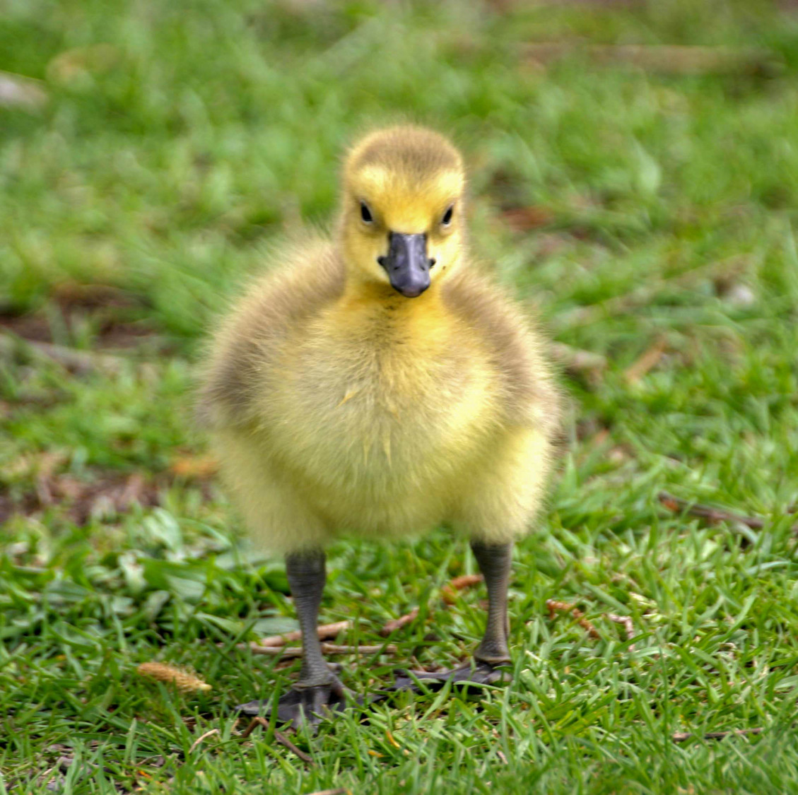 gosling