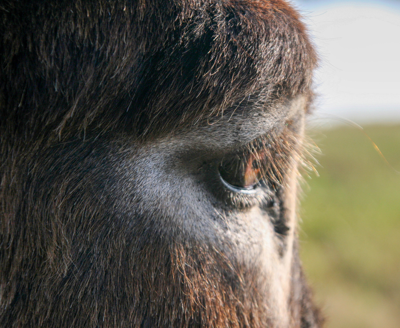 the eye of the donkey