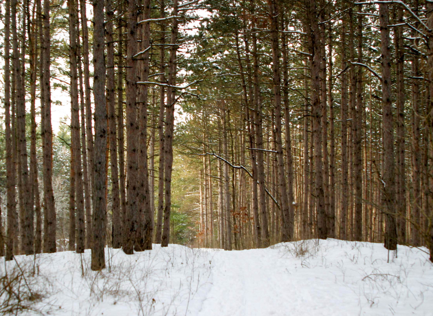 the trail in the woods