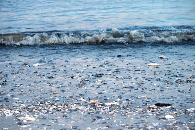 beach full of shells_200