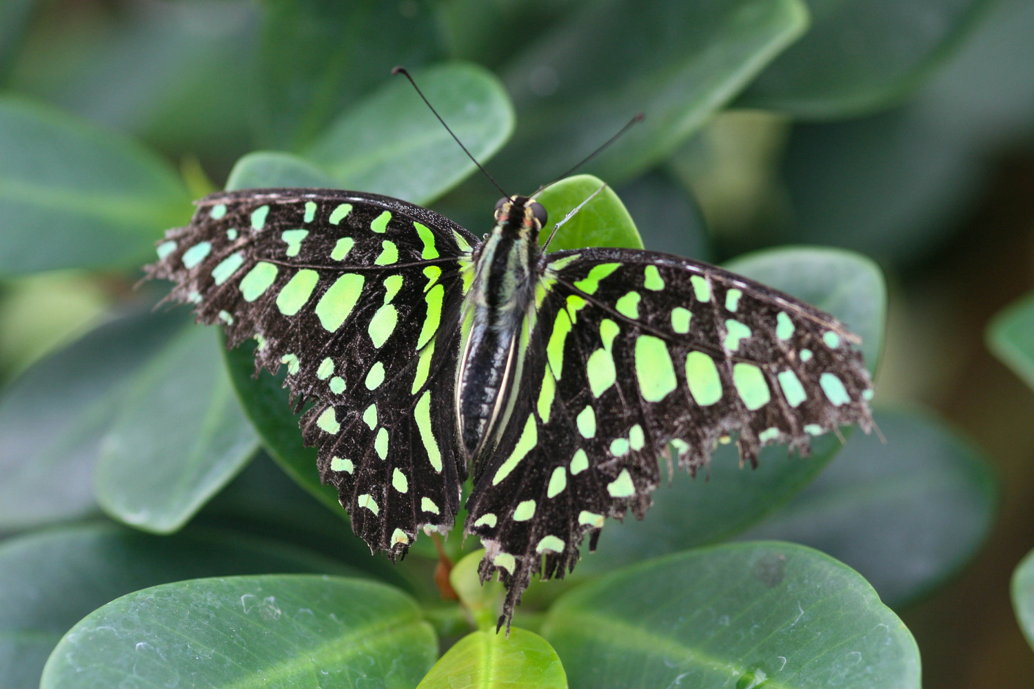 green butterfly